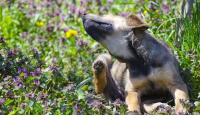 Puppy scratching himself in field of flowers