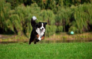 Dog chasing a ball