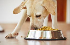 Labrador retriever eating at home.