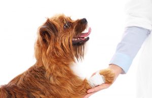 A picture of a dog with hurt paw giving thanks to the vet.