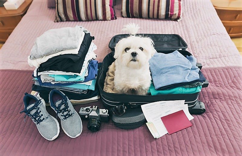 Small dog sitting in the suitcase and waiting for a trip