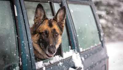 German Shepherd Dog with its head out the window of a sport utility vehicle in the snow