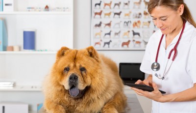 Dog at Veterinary Clinic